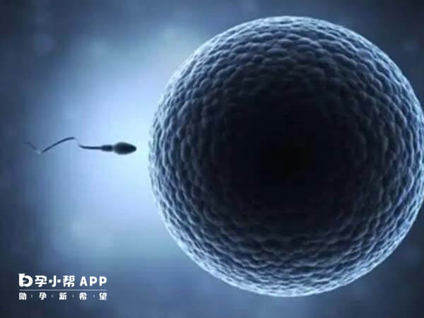 受精卵第五天发育到囊胚期