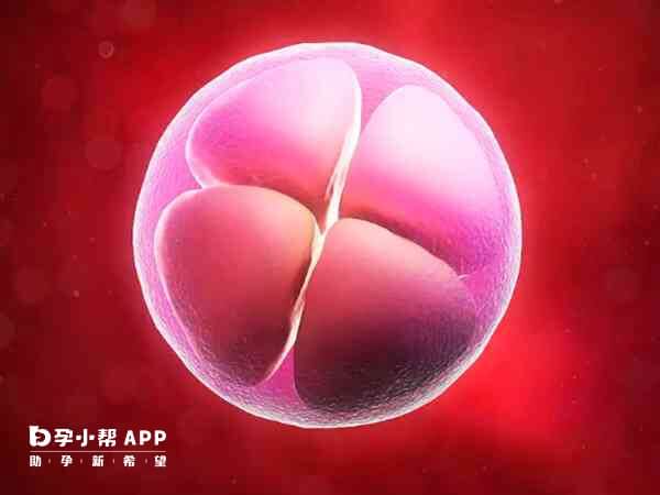 4细胞二级胚胎有移植的必要
