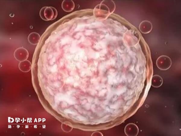 透明带异常囊胚需要辅助孵化