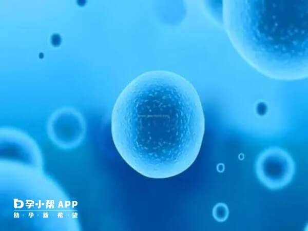 二代试管加卵子激活可以增加卵泡数量