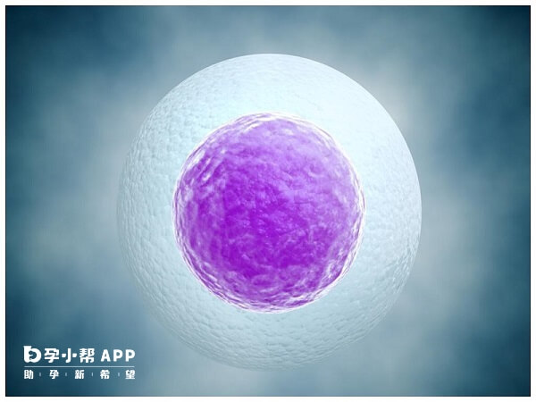自然周期方案促排卵泡可能会提前排出