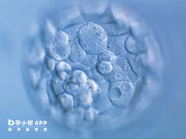 胚胎质量高试管一次成功的几率大