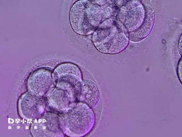 3bb囊胚优于4bc囊胚