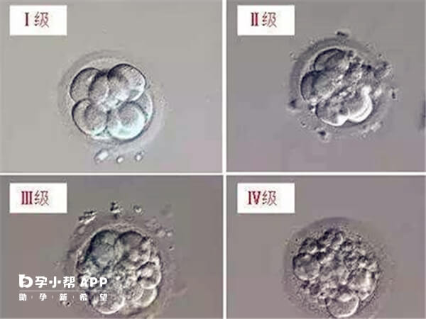 3天胚胎6细胞还有希望养囊成功