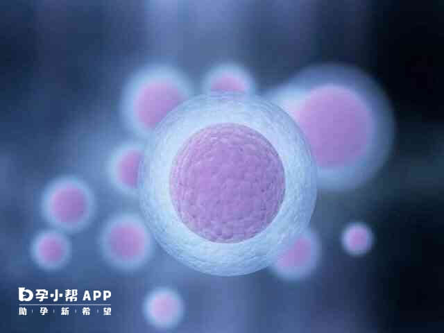雌二醇1000有3-5个卵泡发育成熟
