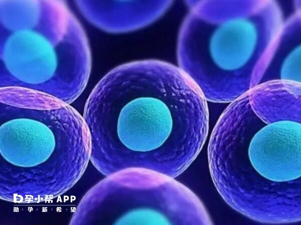 取卵后注意个人卫生可以防止白细胞高