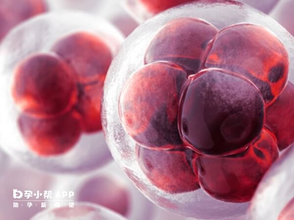 养囊6天发育缓慢可能是胚胎分裂导致