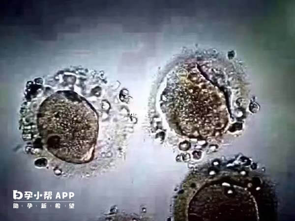 供卵试管患者移植胚胎时不大于52岁