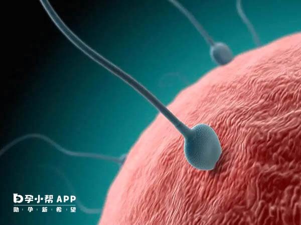 y精子在女性体内最长可活72小时
