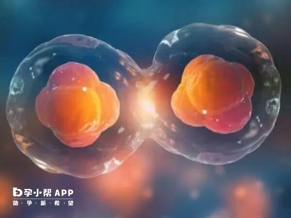 移植1个囊胚有可能会变双胞胎