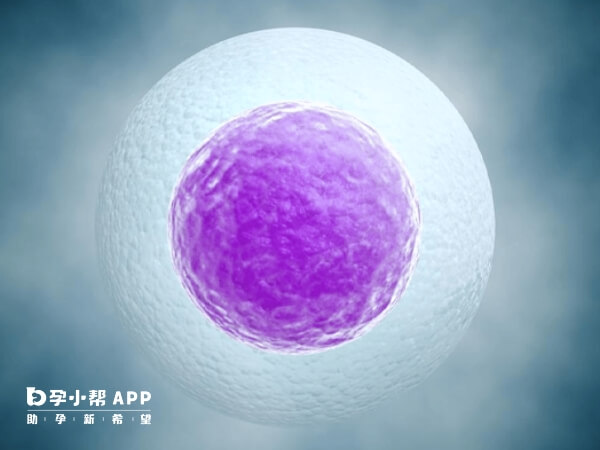 多囊促排的卵子质量因人而异