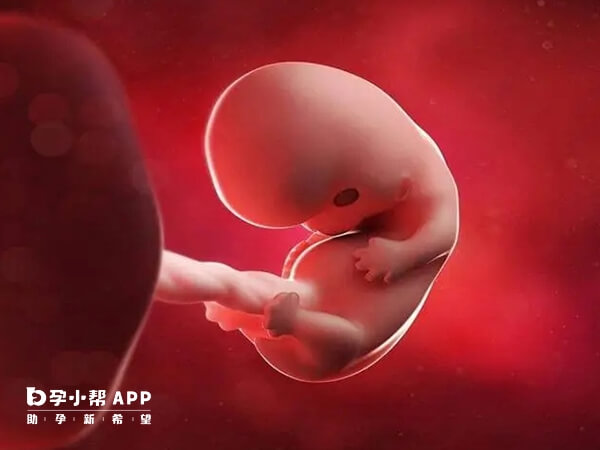 怀孕第8周胎儿发育图图片