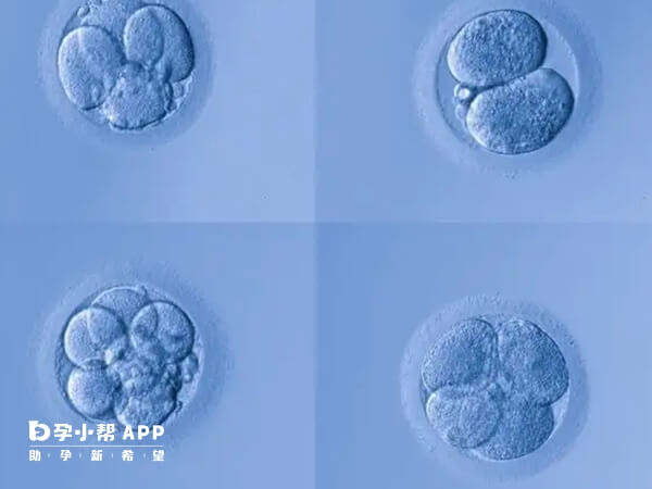 优质胚胎移植成功率可达60%
