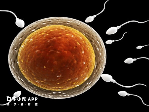 精子和卵子相互排斥需进行免疫治疗