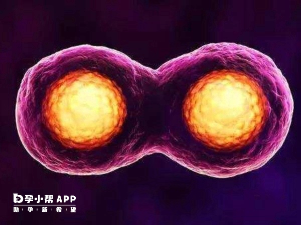 单囊胚移植有可能会变双胞胎