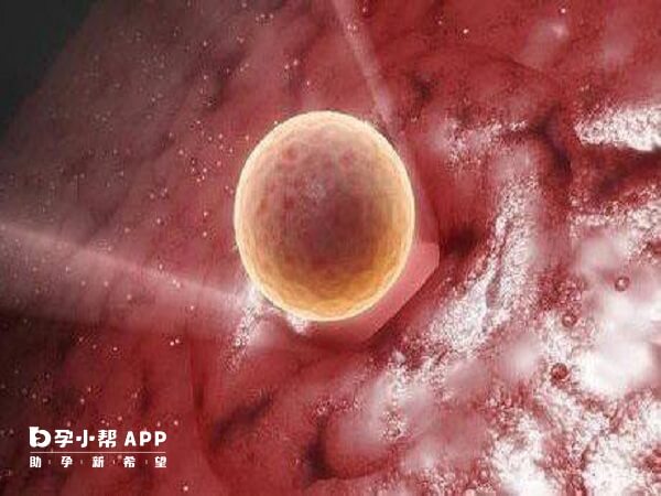 8细胞三级鲜胚移植的成功率不高