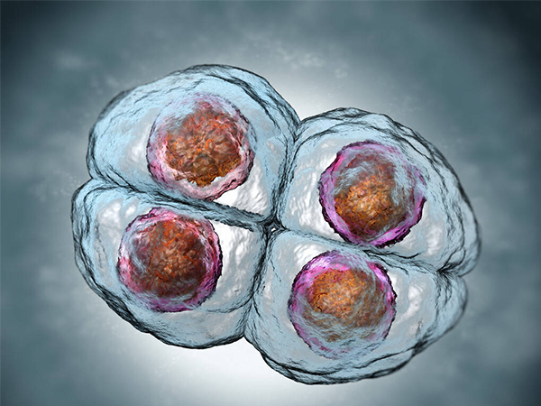 4bb的囊胚移植成功率是比较高的