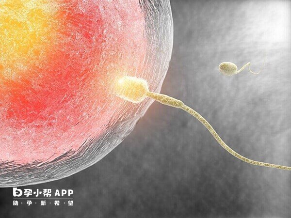 精卵不结合可能是精子质量低下导致的