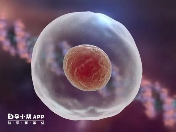 卵泡31mmx26mm排出是否受孕因人而异