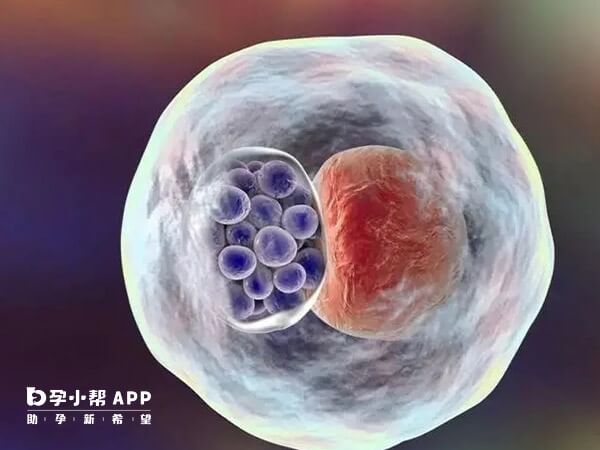 黄体期可以移植囊胚