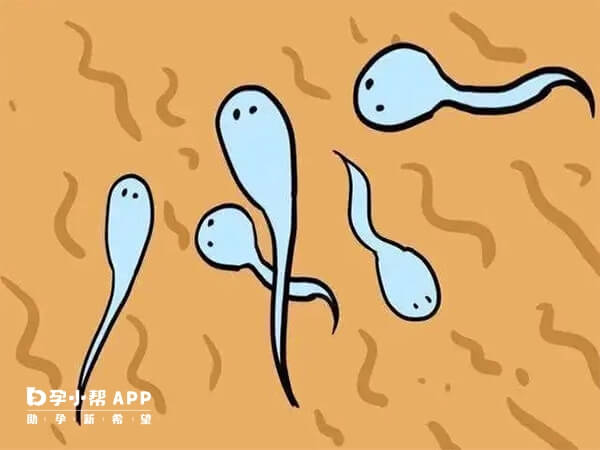 无精子可以做试管怀孕