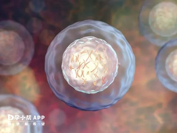 三级8细胞胚胎可以移植