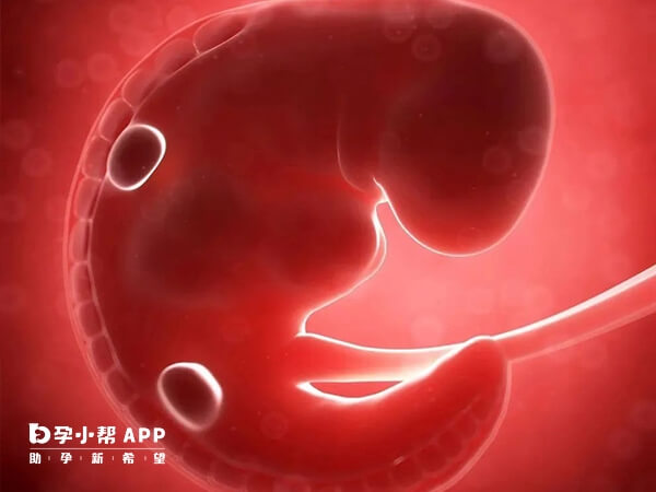 胚胎配对成功率差跟精子关系大