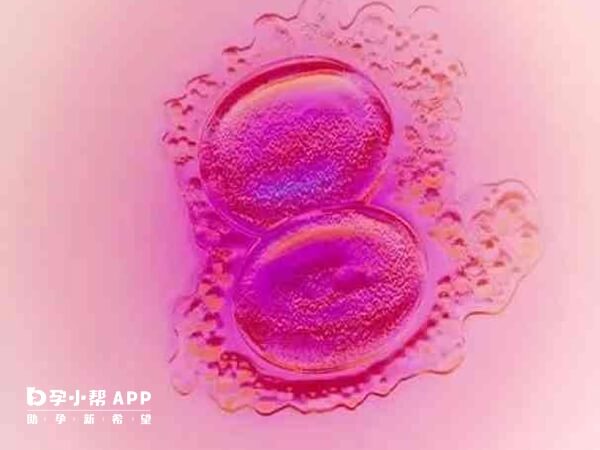 内膜5mm不能移植两个囊胚