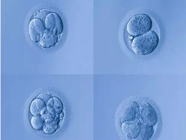 囊胚4bb和5bc区别不大