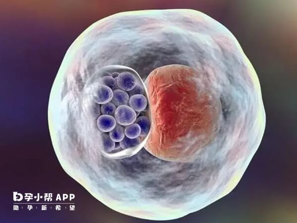 三级胚胎养囊成功率30%