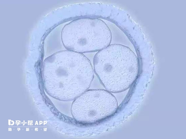 移植鲜胚HCG在200至500U/L