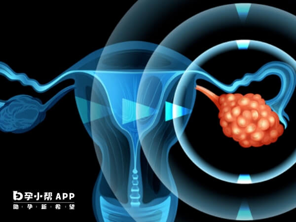 优势卵泡受精后可能会生化