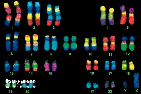染色体12p24.11重复2mb会引发疾病