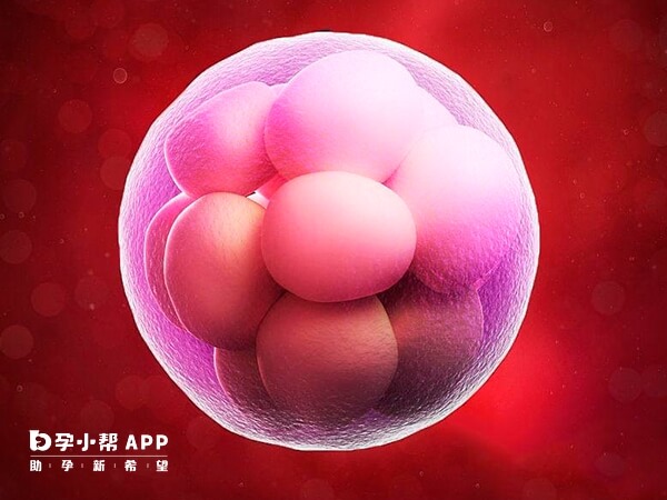 囊胚根据形态划分等级