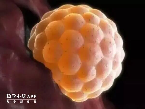 移植后胚胎会在宫腔内游走