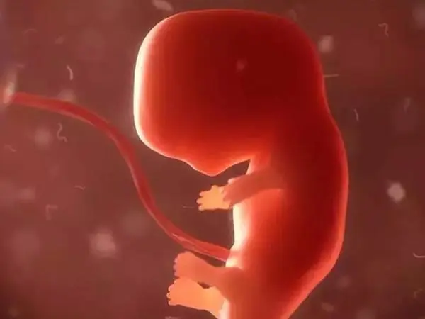 囊胚移植后胎停概率不高