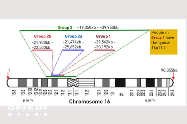 染色体16p的结构