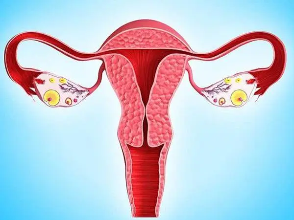胚胎发育会导致子宫增大