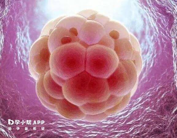 嵌合型胚胎要谨慎移植
