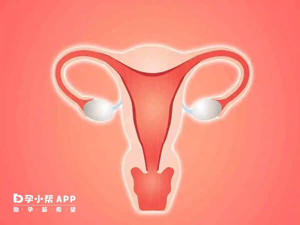 试管刮宫不影响胚胎着床