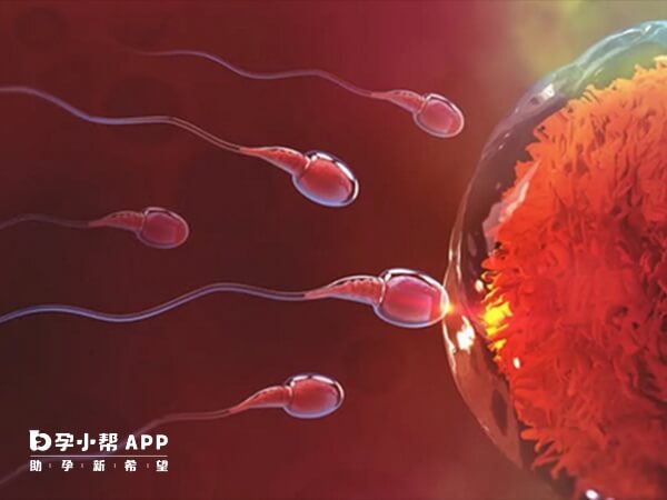 4bb和4bc囊胚与生男生女无关