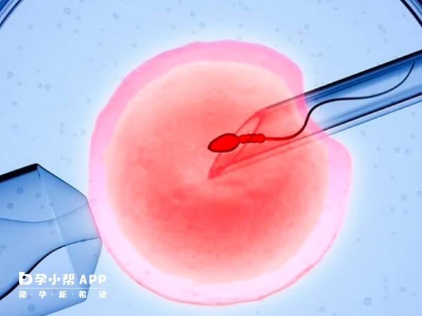 早囊和桑葚囊能发育成囊胚