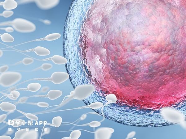 早期胚胎和囊胚之间的差别