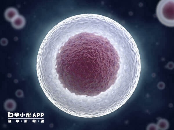 胚胎移植后几周会出现早孕反应