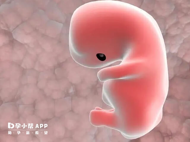 为什么移植一个鲜胚会双胎妊娠