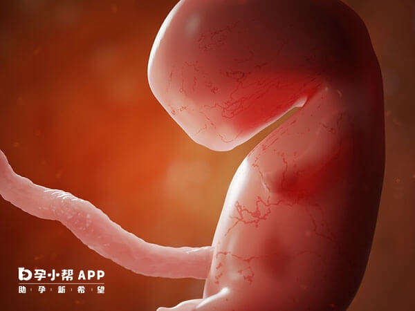 高龄做试管胚胎是否容易着床
