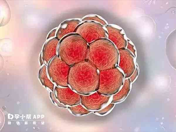 上海国妇婴医院囊胚移植成功率高