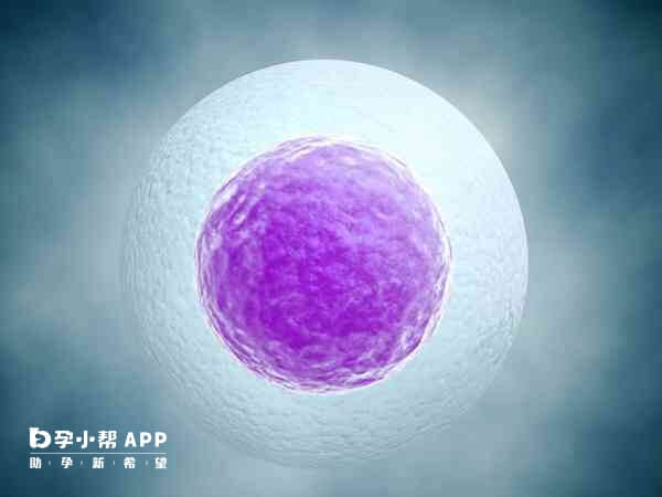 卵细胞的质量影响试管婴儿成功率