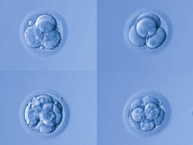 囊胚移植着床怀孕HCG正常值参考