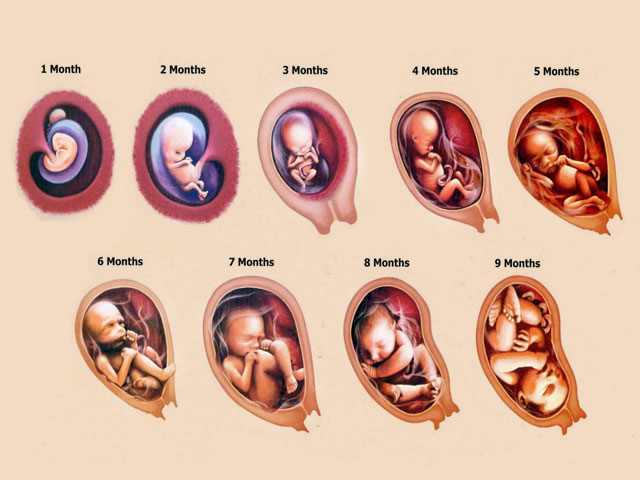 胚胎发育过程